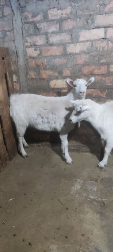 продаю в связи с переездом: Сатам | Теке (эркек) | Аргын — 3