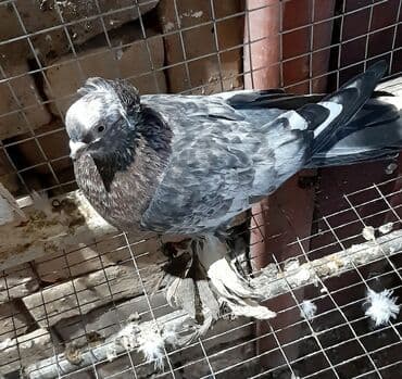 дома на продажу в бишкеке: От 300 - 1500 штука — 10