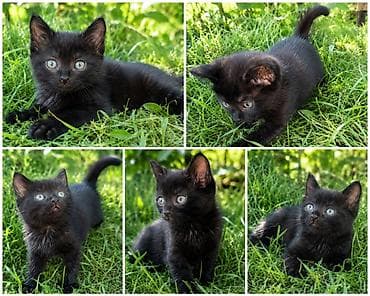 кошка беловодск: 2 айлык, Эркек, Кара — 2