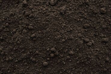 купить саженцы роз в бишкеке: В тоннах, Бесплатная доставка, Платная доставка, Портер, Зил, Камаз — 3