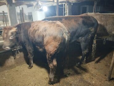 продаю музоо торпок корова самка бык самец айрширская ангус алатауская на забой для разведения на откорм племенные нетель привязанные: Продаю | Корова (самка) | Для молока | Привязанные — 6