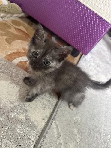 лысые котята: Котята домашние, короткошёрстные. Окрас: один дымчато-черепаховый с — 3