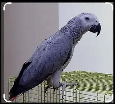 папугай говорящий: Попугай жако (серый африканский). Особенности: - Классический серый — 3