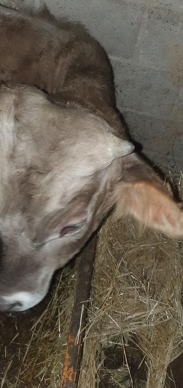 швиц телки: Продаю | Бык (самец) | Швицкая | На откорм | Искусственник — 3