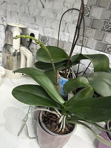 Кийимге кам көрүү жана сактоо: Срочно распродаю домашние орхидеи фаленопсис, все сортовые Голландия — 8