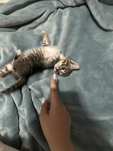 scottish fold: Беспородная, 1 месяц, Мальчик — 2