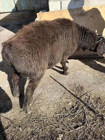кунаажын сатылат: Сатам | Ургаачы кой (ургаачы) | Көбөйтүү үчүн, Союуга | Бычылган, Токту, Ургаачы — 2