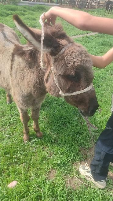 прокат лошадей: Осёл рабочий/ездовой - Вид: домашний осёл, масть серая, густая — 2