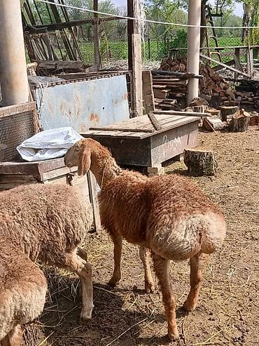 собаки сокулук: Сатам | Козу | Арашан | Көбөйтүү үчүн | Асыл тукумдуу — 1