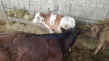 бык швицкая: Продаю | Бык (самец) | Полукровка | На откорм — 3