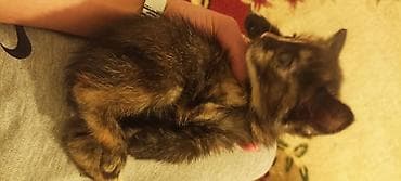 коша: Русская голубая, 2 месяца, Мальчик, Проглистована — 4