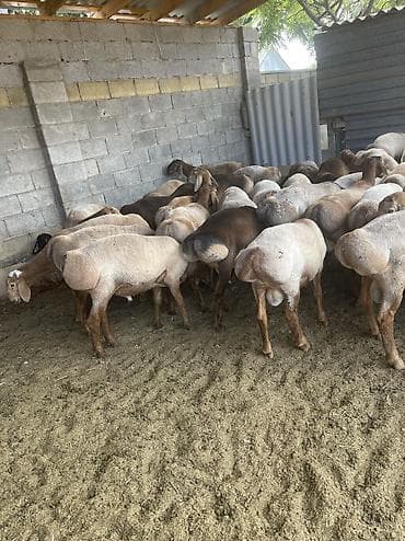 домашние ёжики: Козу кочкоолор сатылат баасы келишим баада Семиз Бишкек линия — 1