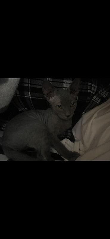 пародистые кошки: Котята породы канадский сфинкс помесь с британцем (серый/голубой — 1