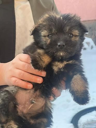 Бигль, 2 месяца, Самец