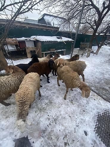 куплю куриные кости: Продаю | Баран (самец) — 9