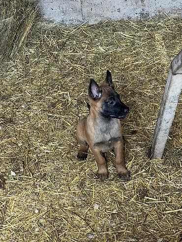 алабай ит: Бельгийская овчарка, 2 месяца, Самка, С прививкой, С родословной — 2