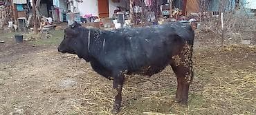 ангус уй: Продаю | Тёлка | Ангус | На откорм, Для разведения | Племенные — 8