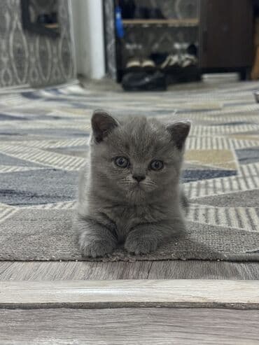 куплю собаку маленькой породы: Только одна осталась ( девочка) Шотландские котята (/страйт) серого — 7