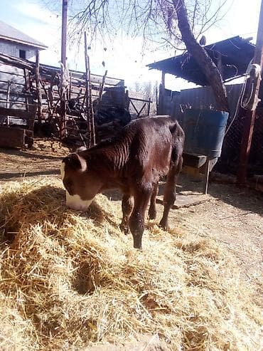 каровы милянфан: Продаю | Музоо, торпок | На откорм — 1