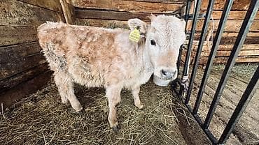 кара балта чоп базар: Продаю | Музоо, торпок — 1