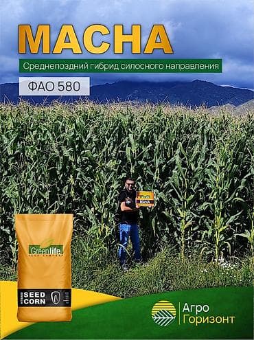 В наличии семена силосной кукурузы MACHA (ФАО 580) от турецкой