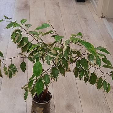себе: Комнатные растения в декоративных горшках: 1) Шеффлера (Schefflera — 7