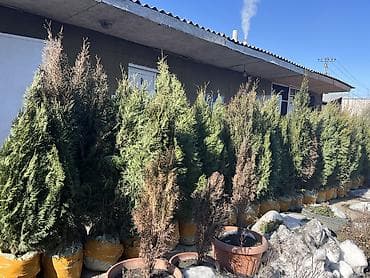 лиственные деревья: Саженцы деревьев: Туи — 2