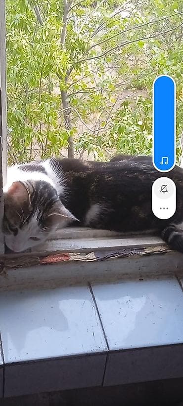 scottish fold: Вчера Алла Медина один микрорайоне дом 74 в районе 9:00 вечера пропала — 1