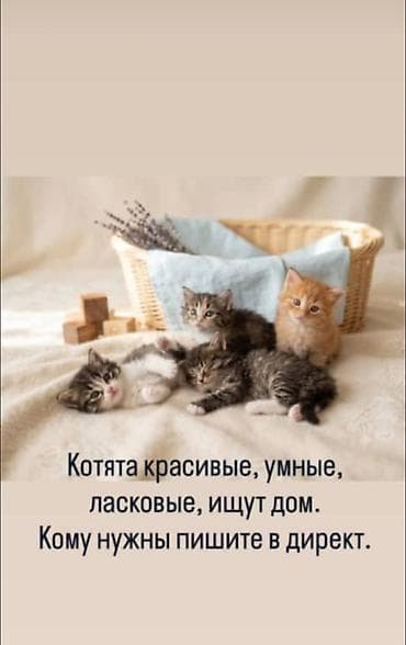 Үй жаныбарлары: Котята ищут дом. - Малыши разной окраски: полосатые и рыжий. - — 1