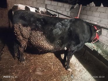 Үй жаныбарлары үчүн товарлар: Сатам | Уй (ургаачы) | Сүт алуу үчүн | Байланган — 7