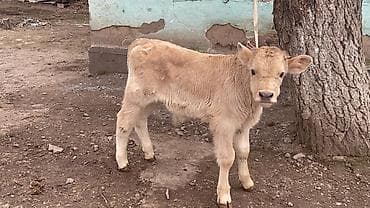 пш метр: Сатам | Бука (эркек), Кунаажын | Бордоп семиртүү үчүн | Байланган — 2