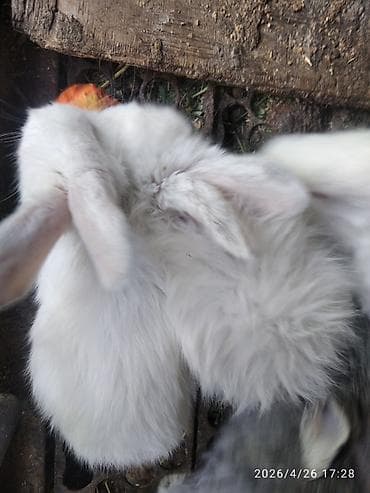 кролик на прокат: Продаю | Крольчата — 10