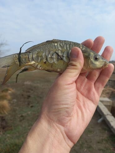 Малек! Карп амур толстолоб. Недорого доставка имеется машина с at lalafo.kg Малек! Карп амур толстолоб. Недорого доставка имеется машина с