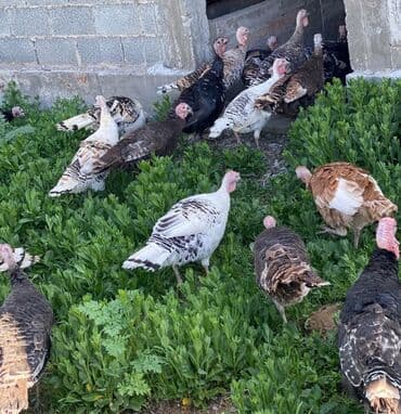 кошка скотиш: Продаю | Индюк (самец) | Для разведения | Племенные — 10