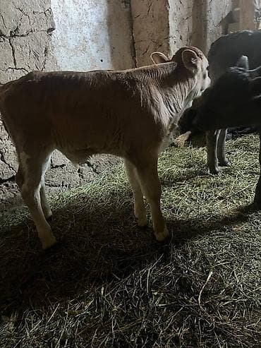 Другие животные: Продаю | Музоо, торпок | Алатауская | На откорм | Искусственник — 9