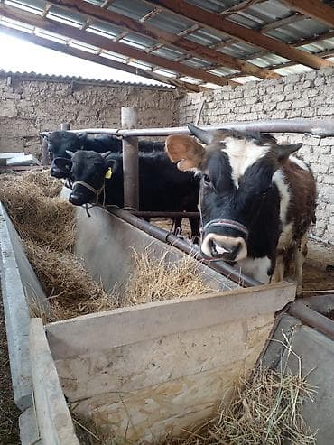 Продаю | Бык (самец) | Полукровка | На откорм | Привязанные