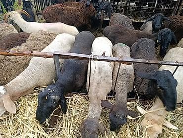 А/ч жаныбарларын сатам: Сатам | Ургаачы кой (ургаачы), Козу, Кочкор (эркек) | Союуга, Көбөйтүү үчүн — 2