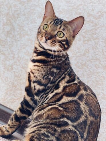 очень нужны: Друзья .Питомник бен гла мур с любовью предлагает вам котят — 2