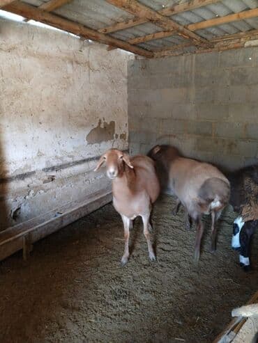 продам козу дойную: Продаю | Овца (самка) | Арашан | Для разведения | Матка — 2