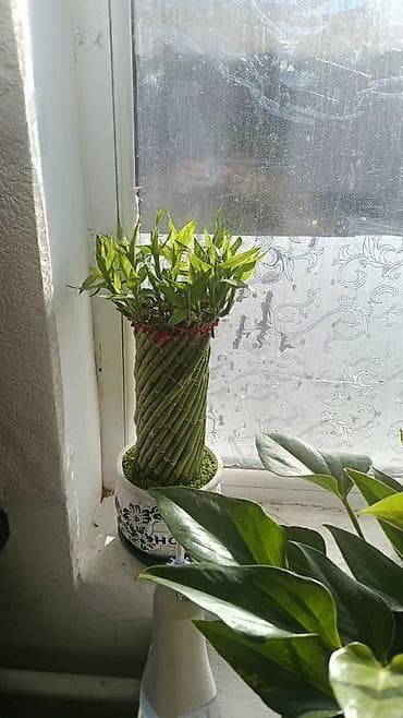 комнат цветы: Комнатные и уличные растения в горшках — коллекция - Кротон — 8