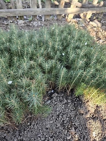 канцтовары оптом бишкек фото: Сеянцы чистой Голубой ели (молодые хвойные саженцы) - Порода: голубая — 1
