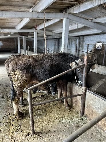 швицкой: Продаю | Бык (самец) | Швицкая | На откорм, На забой | Племенные — 2