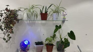 саженцы тюльпанов: Комнатные цветы по 150 сомов за шт. Хлорофитумы и сансивьерию забрали — 1