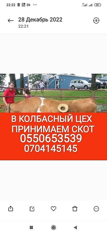 Колбаса цехи : Уйлар, букалар, Жылкылар, аттар, | Союлган, Союуга, этке, Бордоп семиртүү үчүн
