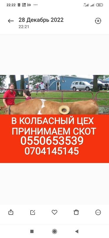 купить измельчитель травы и сена: Куплю | Коровы, быки, Лошади, кони | Круглосуточно, Любое состояние, Забитый — 1