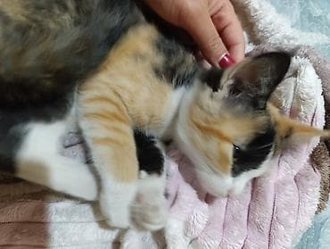 Кошки: Трёхцветный котёнок (черепаховый окрас): белые лапки и грудка, на — 2
