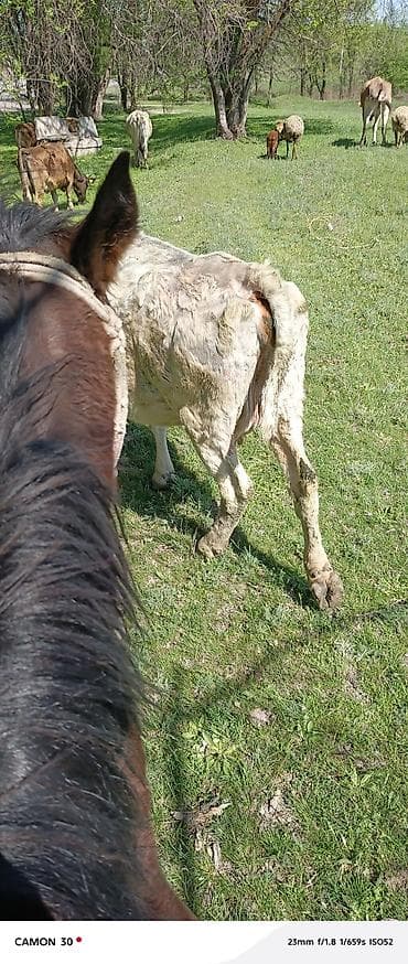 живые дрожи: Продаю | Корова (самка) | Для молока — 2