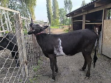 уй жаныбары: Сатам | Кунаажын | Швиц | Бордоп семиртүү үчүн | Байланган — 3