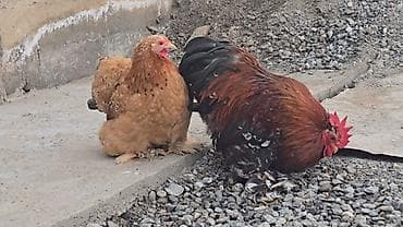 продаю лошать: Парселян кохинхин карлик 1+1 сатылат — 2