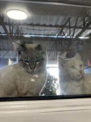 кыргыз довот ит: Мышык бекер берилет: Сиам, 5 айлык, Эркек, Курттардан тазаланган, Лотокко барууга үйрөтүлгөн — 2